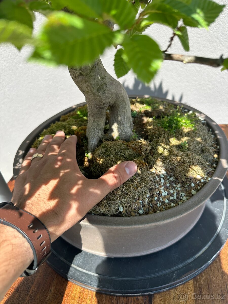 Bonsai Habr, carpinus betulus - 4