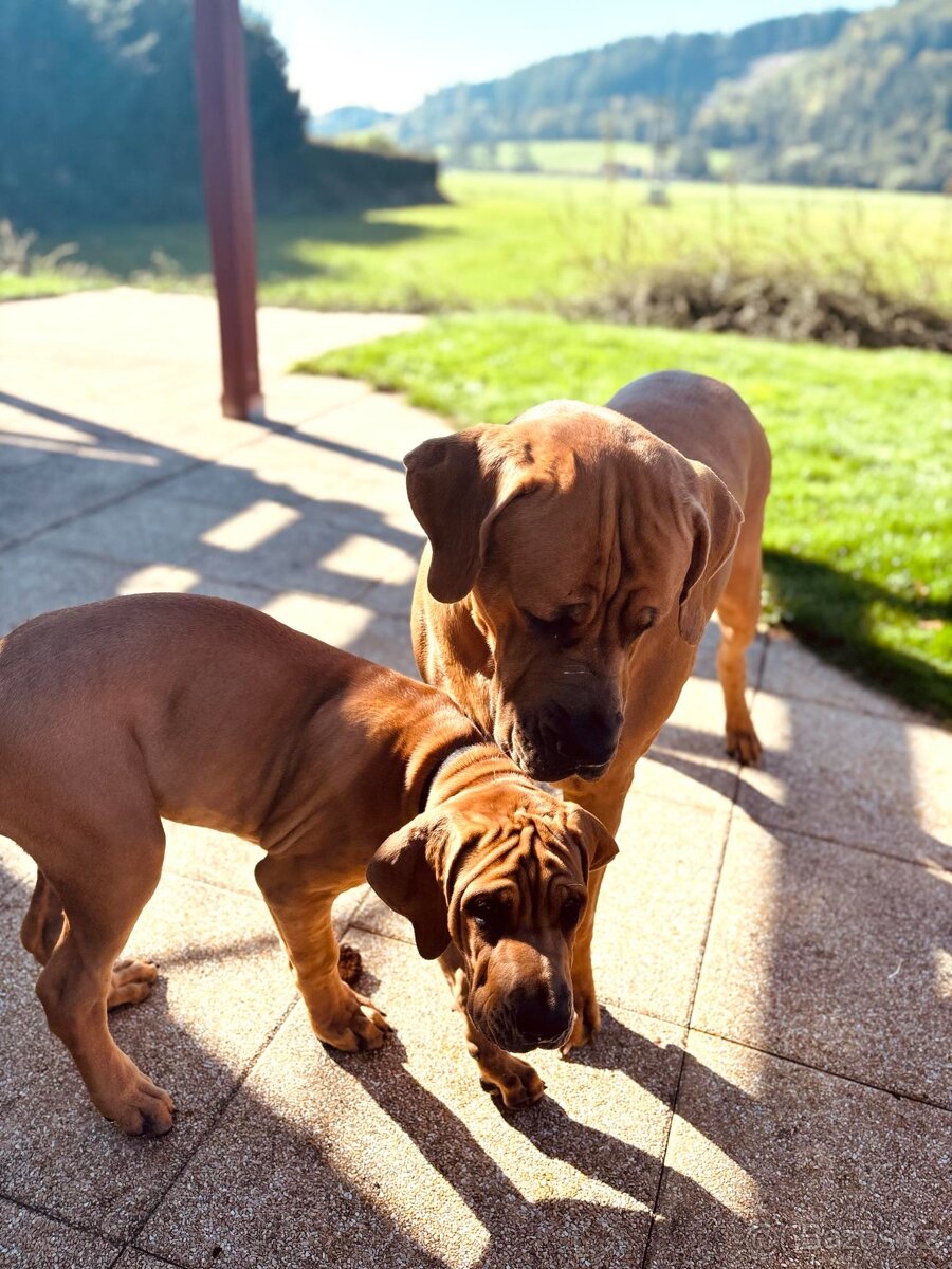 TOSA INU chlapeček AKI - 4