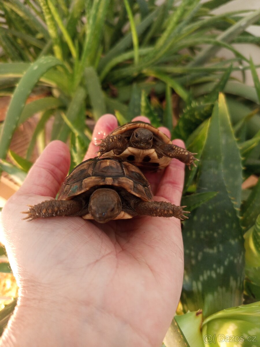Želva zelenavá mláďata: kupní smlouva, Cites - 4