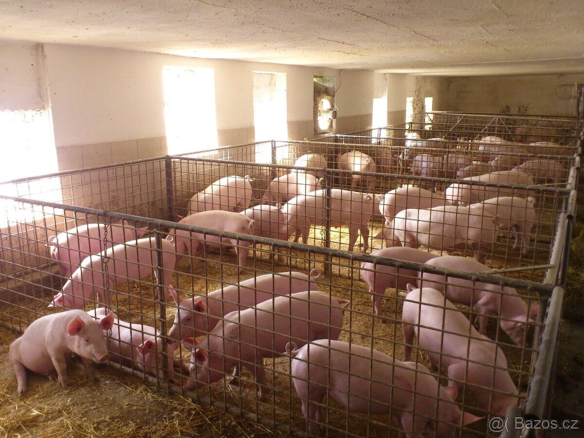 Selata, rozkrmená a vykrmená prasata - 4