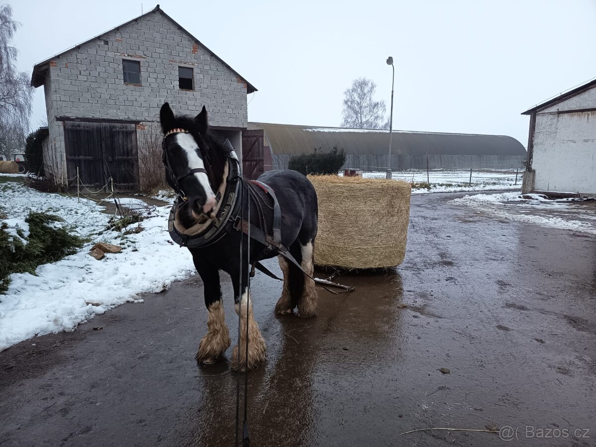 Pripúštanie Írsky Cob - 4