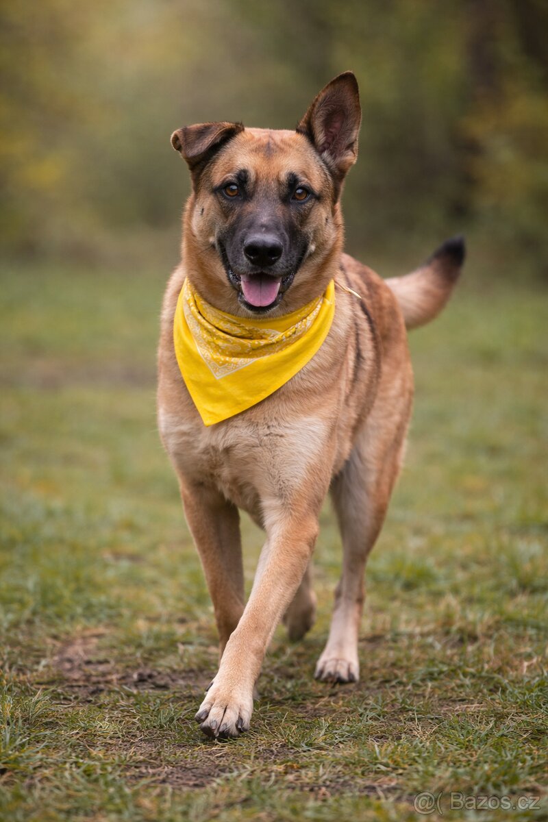 Meggy hledá domov - 4