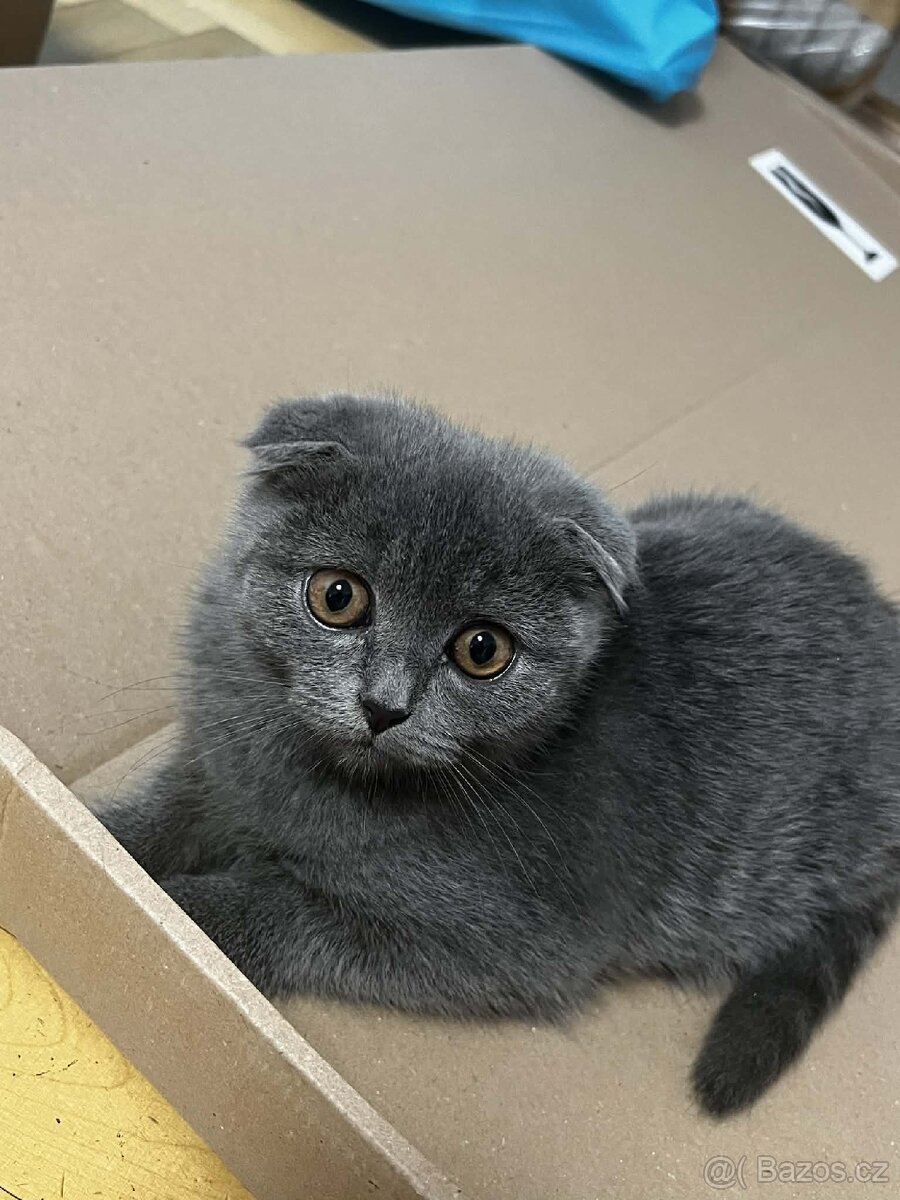 Modrý britský koťátko. - 4
