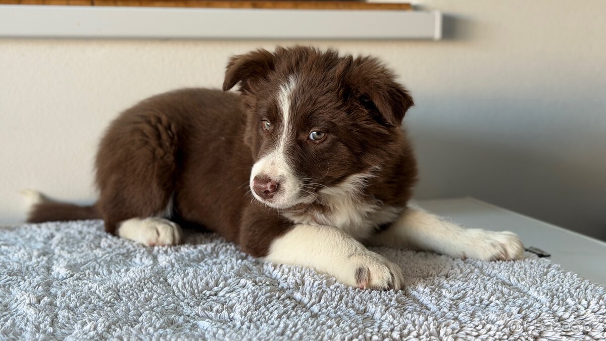 Šteniatko Border Kolie s papiermi - 4