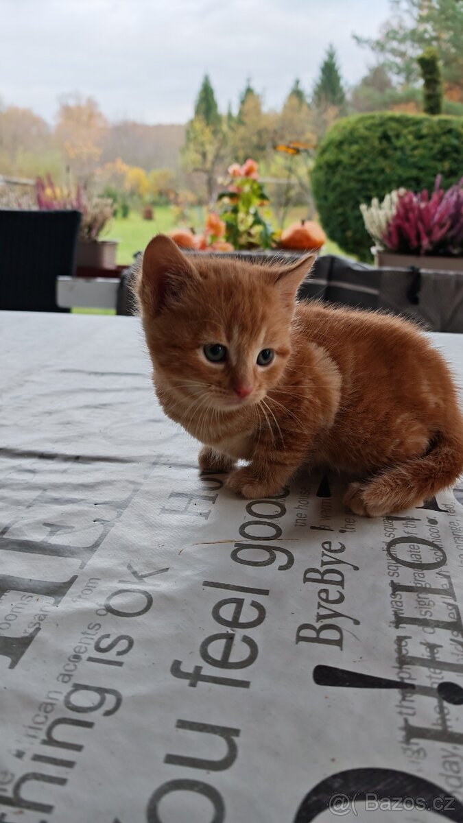 Daruji krásná koťátka - 4