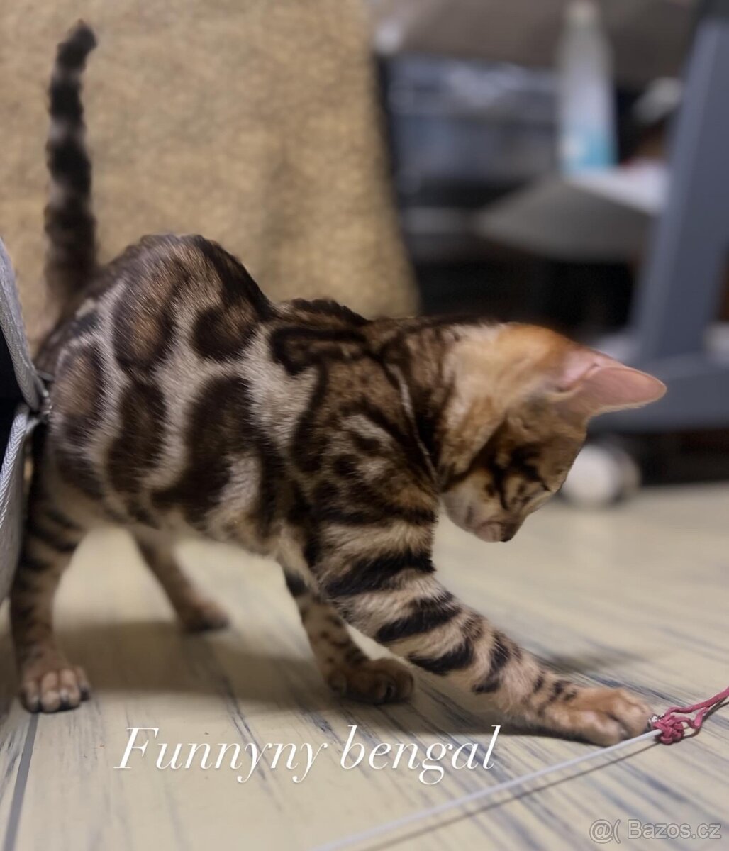 Bengálská kočička- koťátko s PP - 4