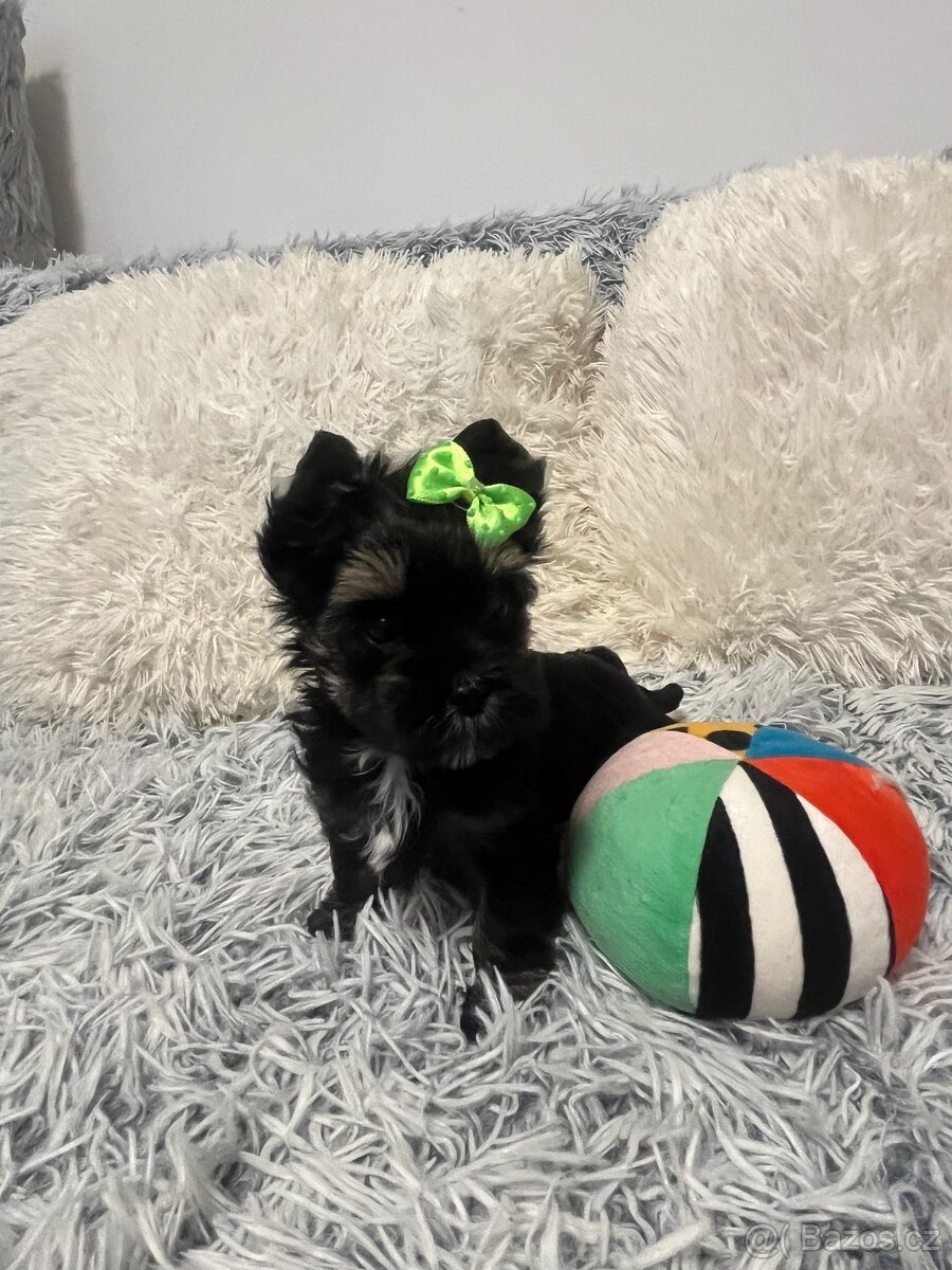 Jorkširský teriér s PP - 4