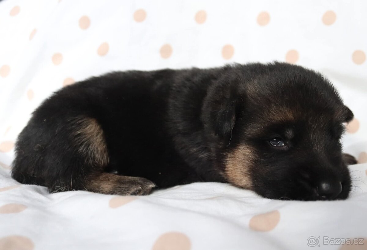 Německý ovčák s PP - 4