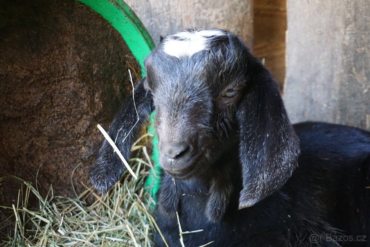 Nadějní AN kozlíci - 4