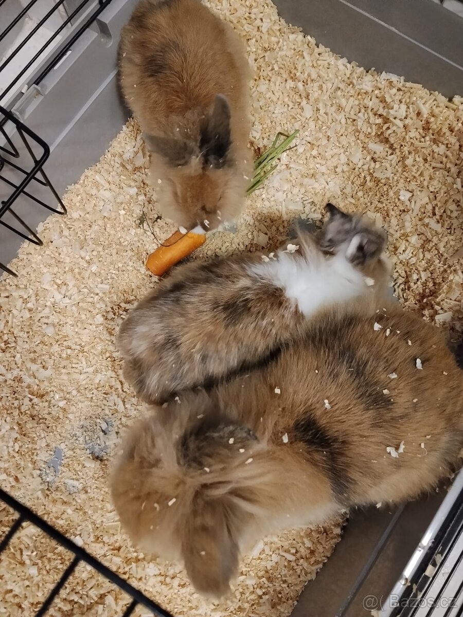 Zakrslí králíčci - 4