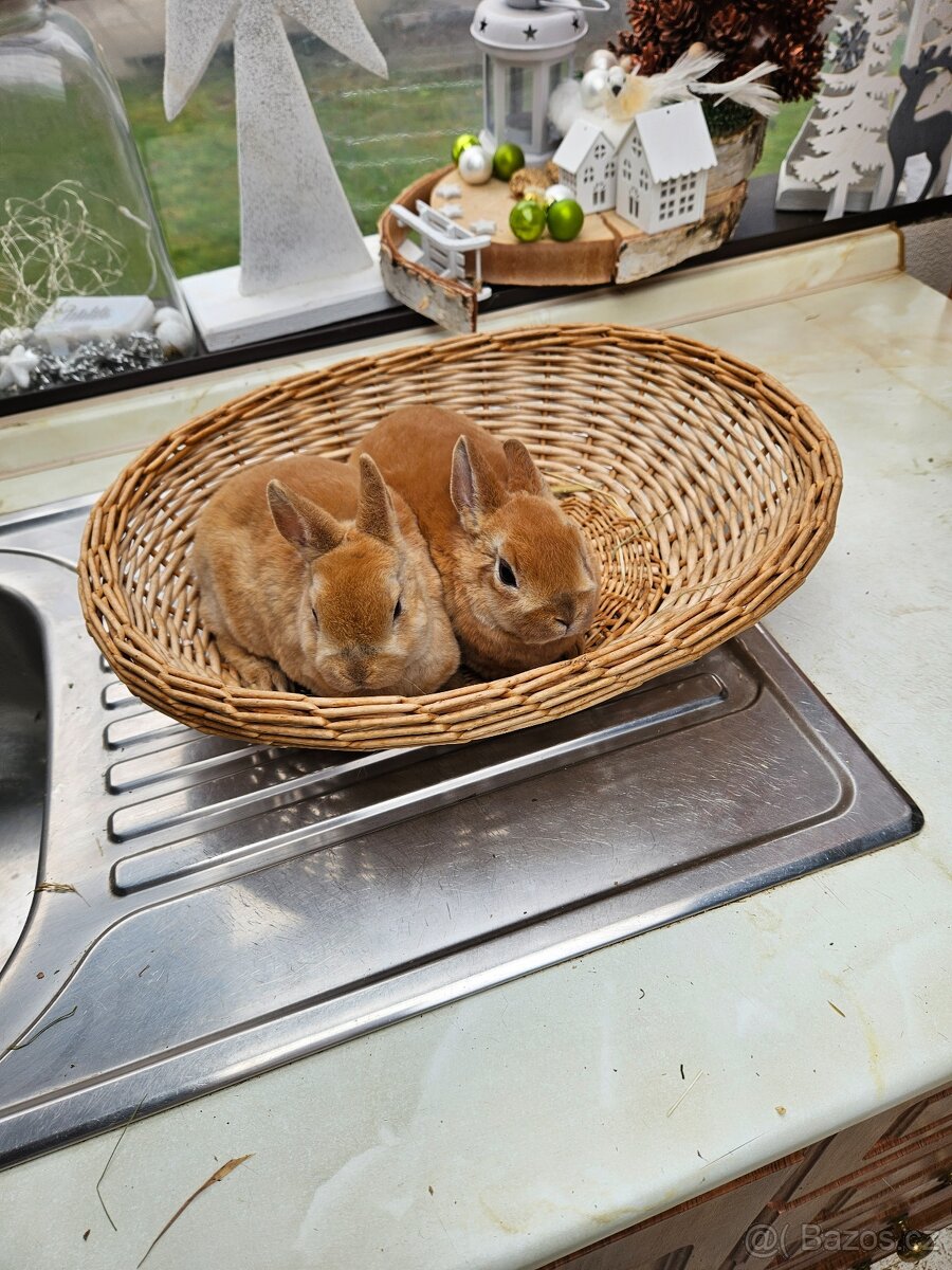 Zakrslý králík - 4