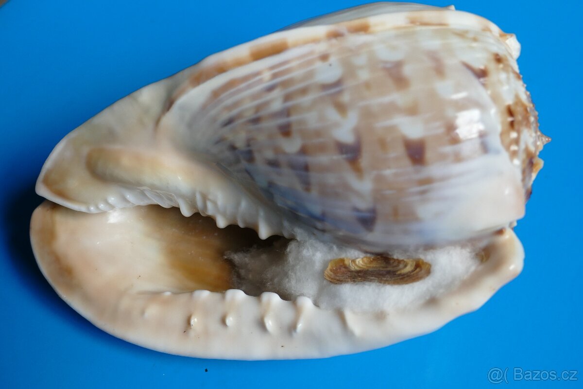 Cassis tesselata s operculem - 4