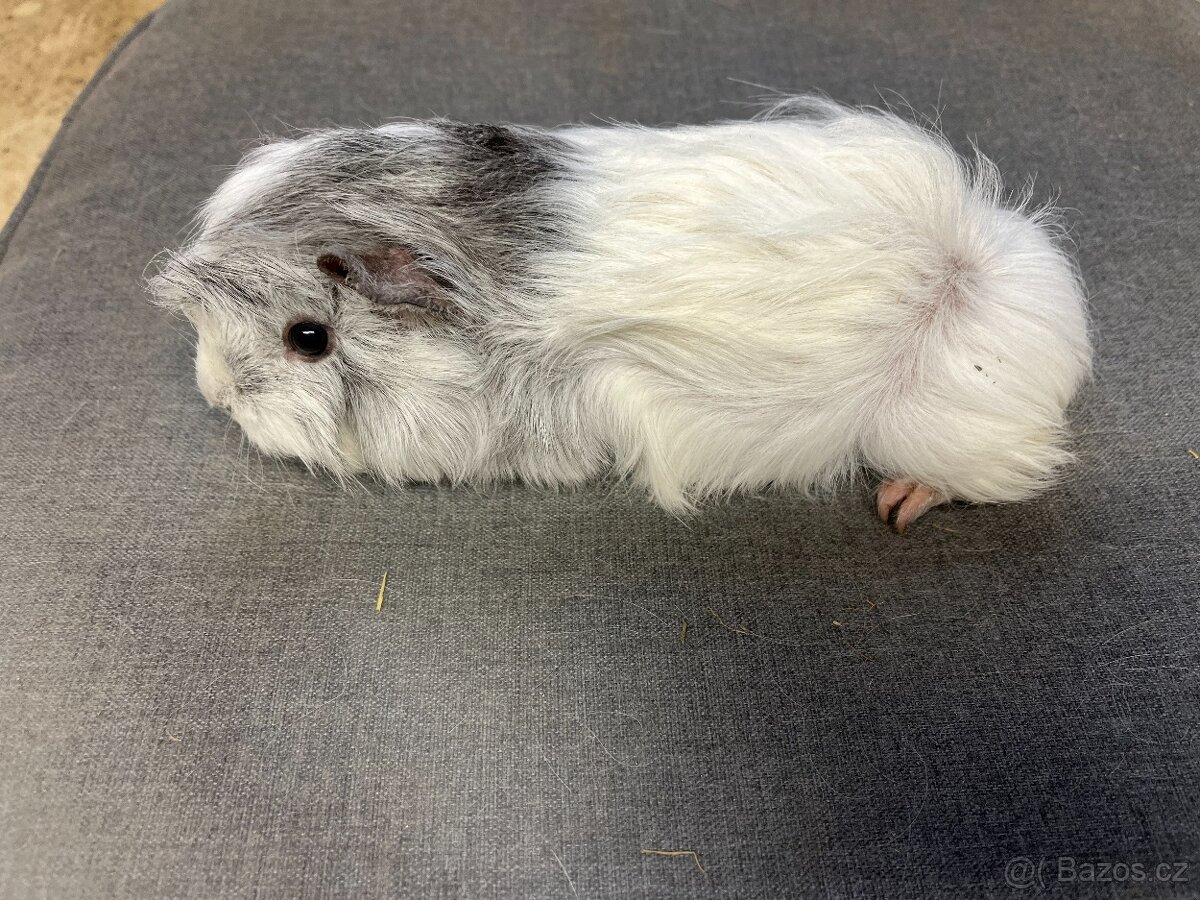 morče, morčata - peruánec prodej - 4