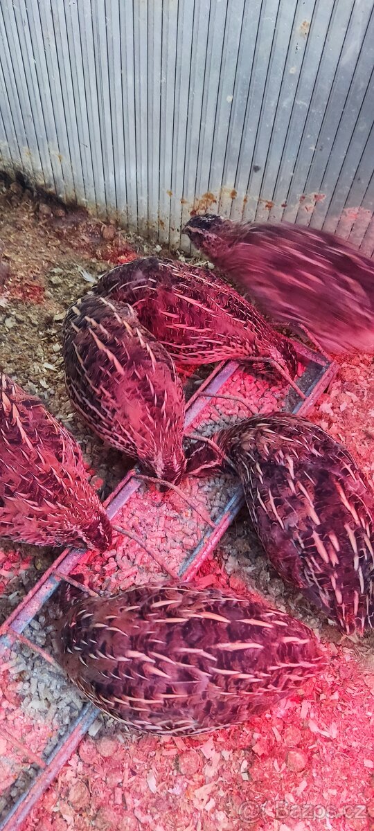 NV křepelky japonské - 4