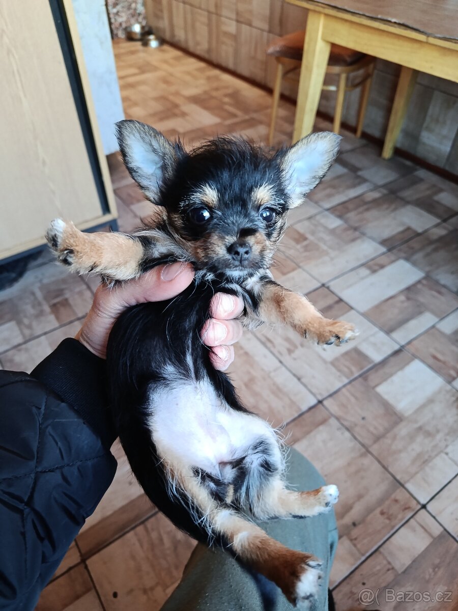 Štěňátka - 4