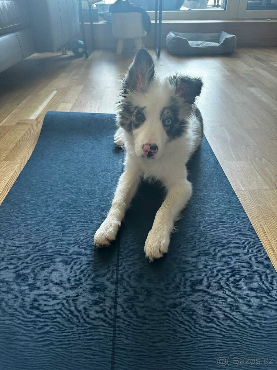 border kolie blue merle - 4