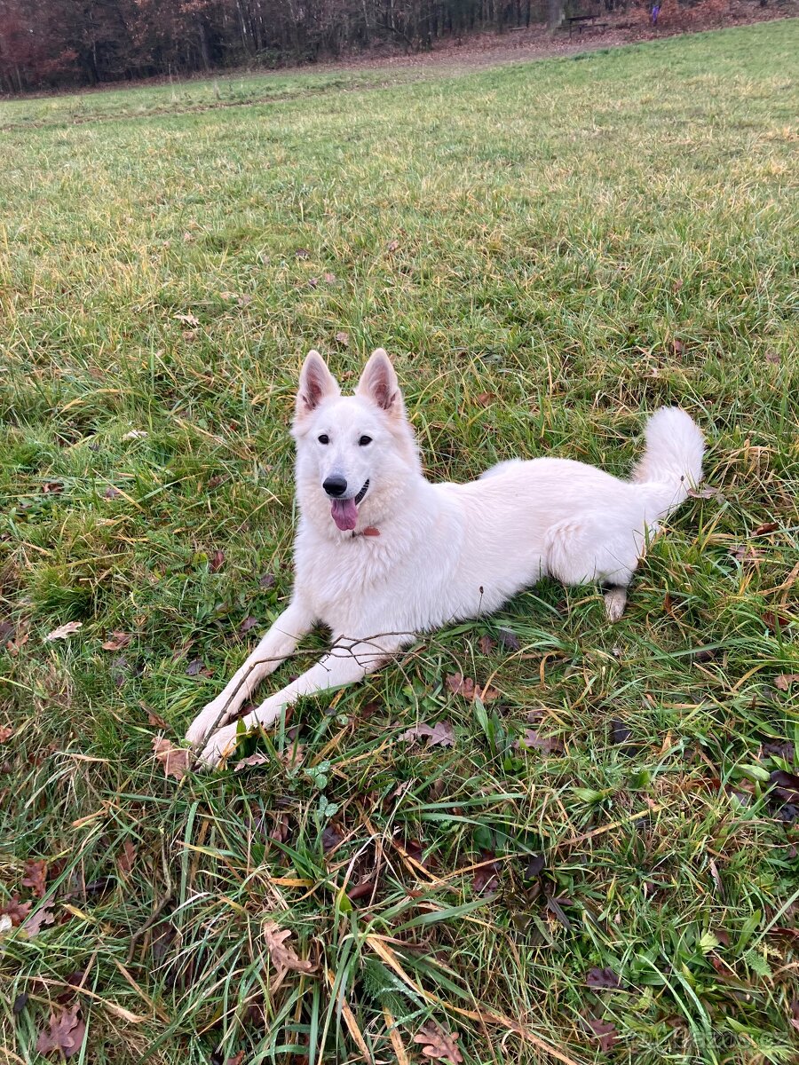 Štěňata Bílý švýcarský ovčák s PP - rezervace - 4