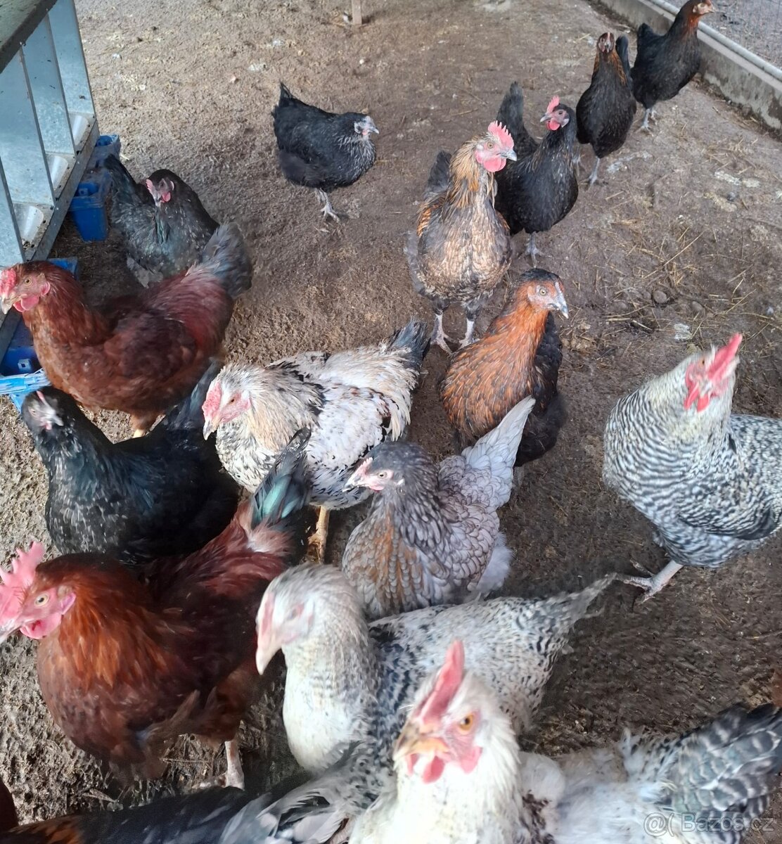 Kohout dvorkový mix - 4