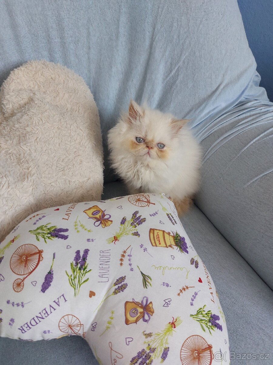 Perský bílo-rezavý kocourek - 4