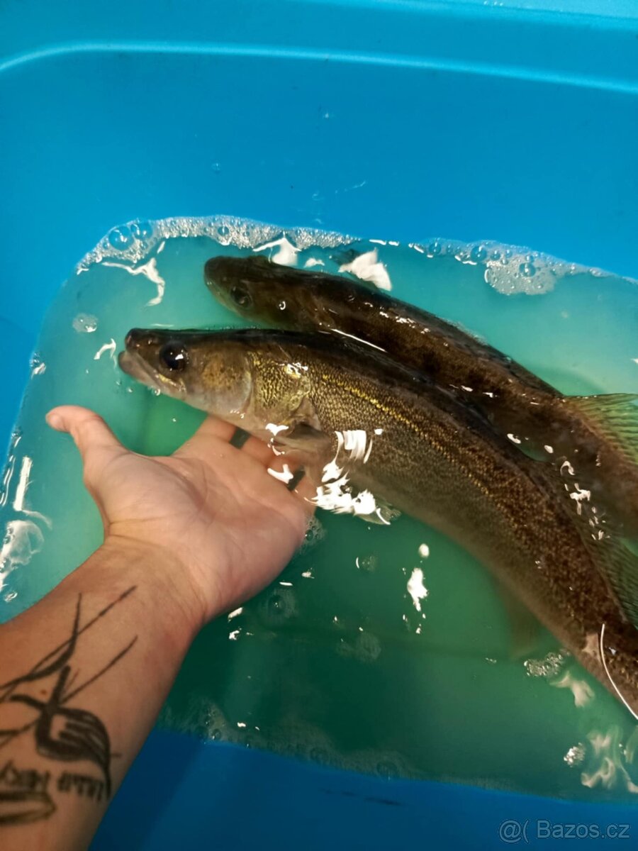 Živé ryby – tržní i okrasné | Volary (okr. Prachatice) - 4