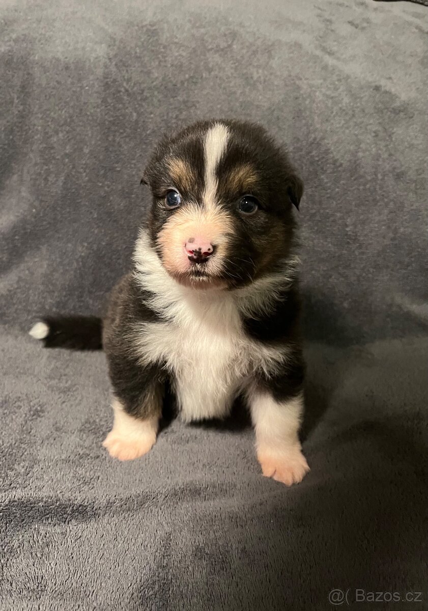 Australský ovčák s PP - štěňata - 4