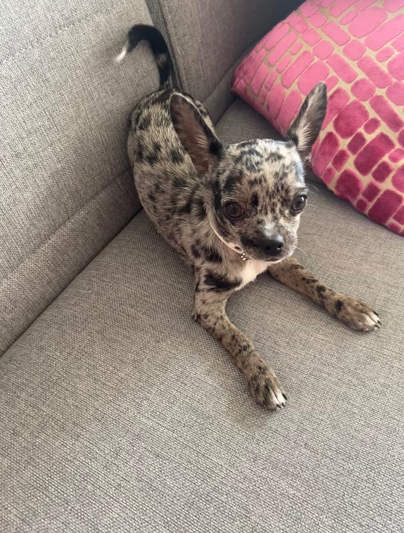 Čivava ke krytí - 4