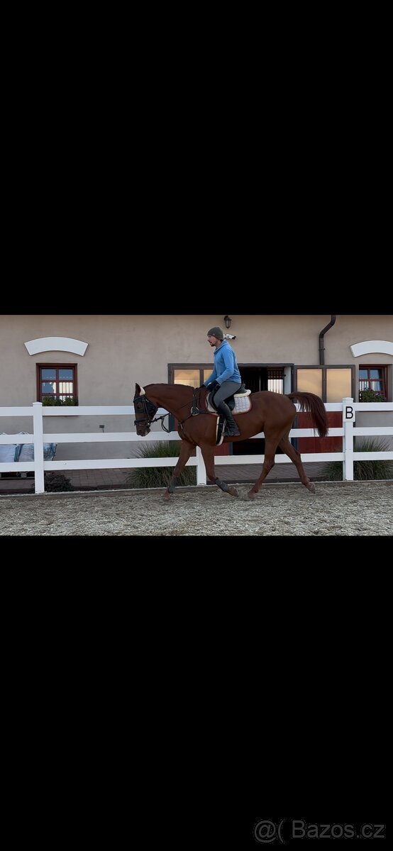 Valach po Aristo Z - 4