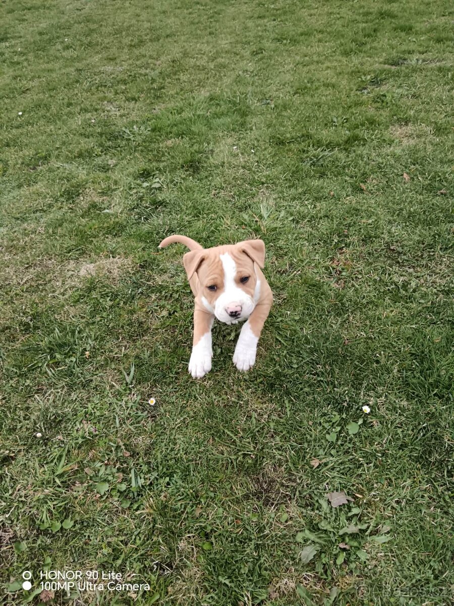 Americký stafordšírský teriér - 4