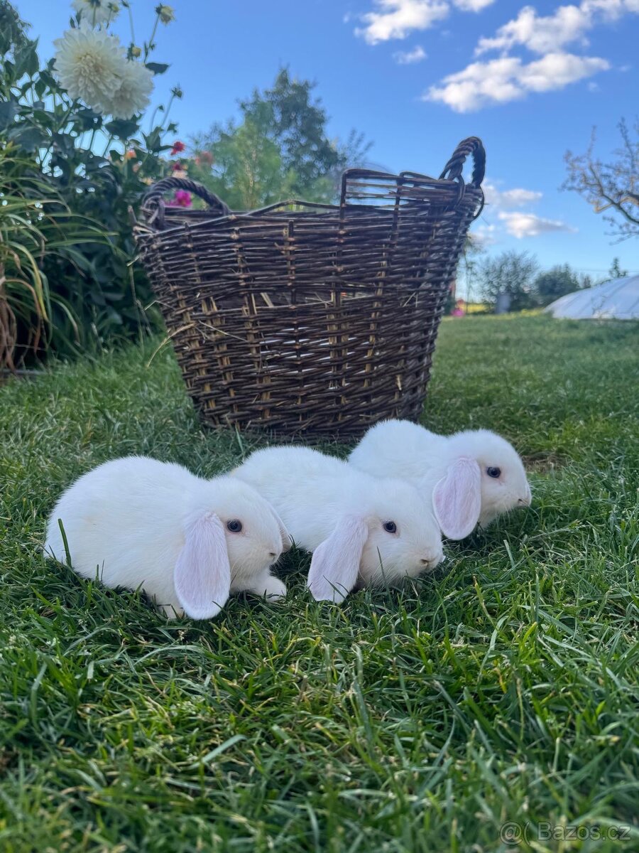 Zakrslý beránek - 4