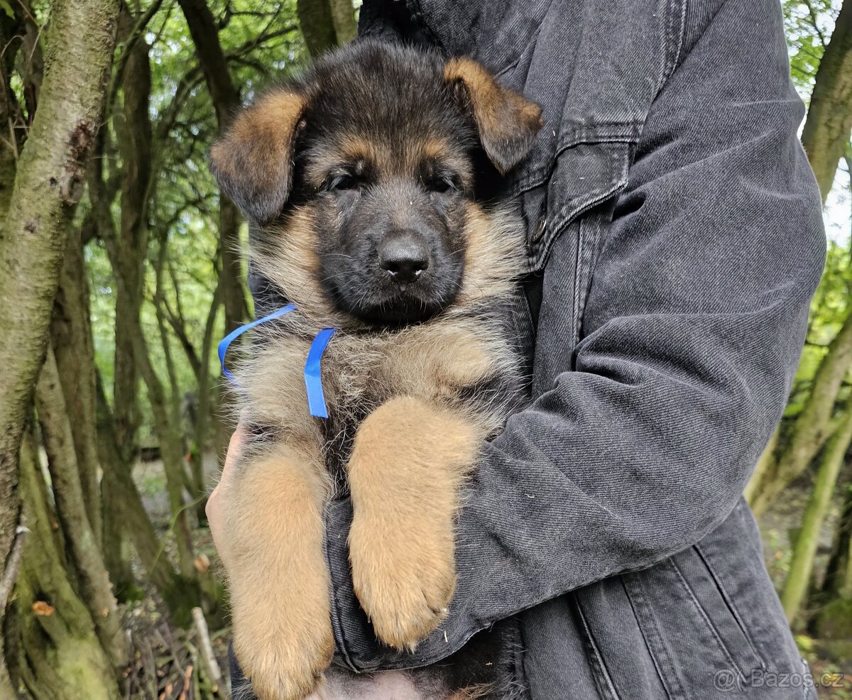 Německý ovčák - štěňata k prodeji s PP - 4