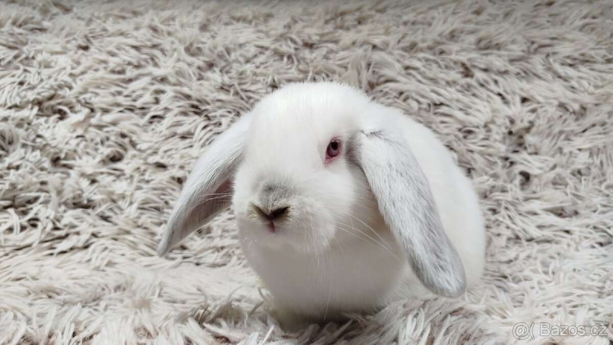 Zakrslý beránek, králíček, králík - MOLLY - 4