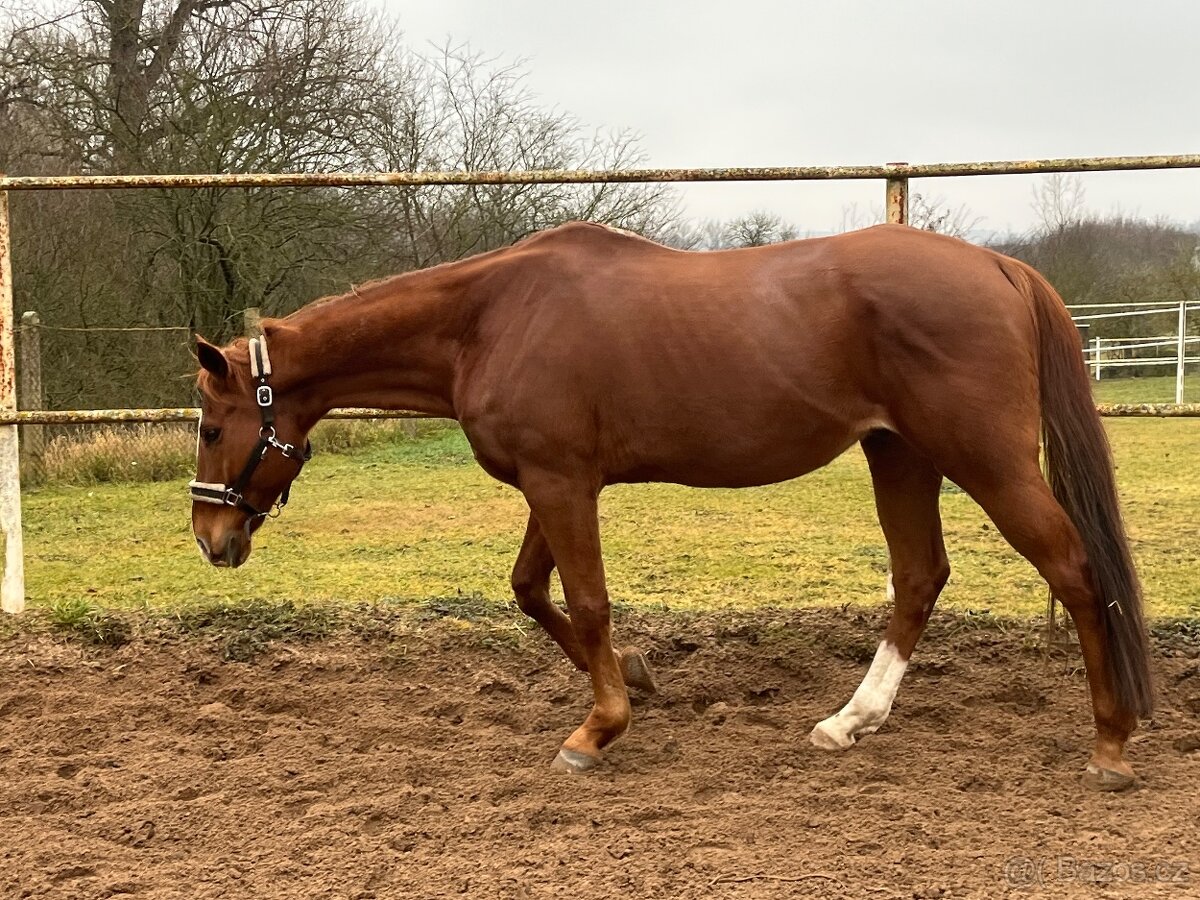 Hodný valasek A1/1 na lehkou rekreaci/spolecnik - 4