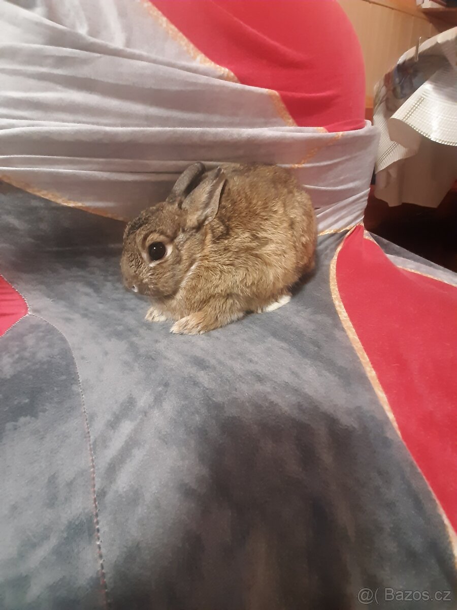 Zakrsli kralicci 💗 - 4