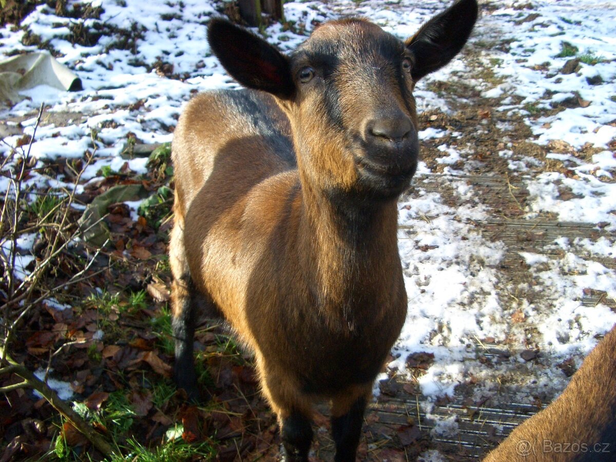 Hnědá krátkosrstá kozička 1,5 roku stará bezrohá - 4