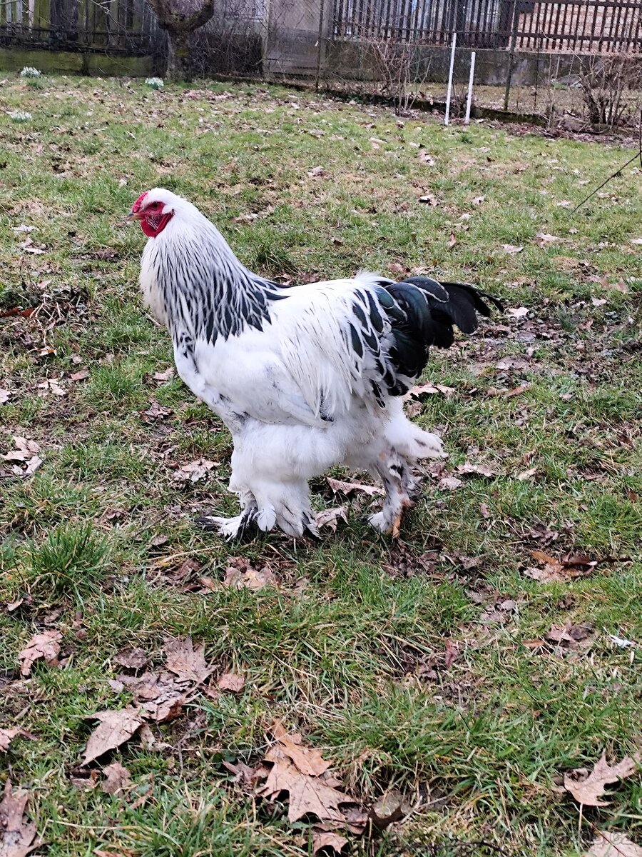 Brahmánka velká - 4