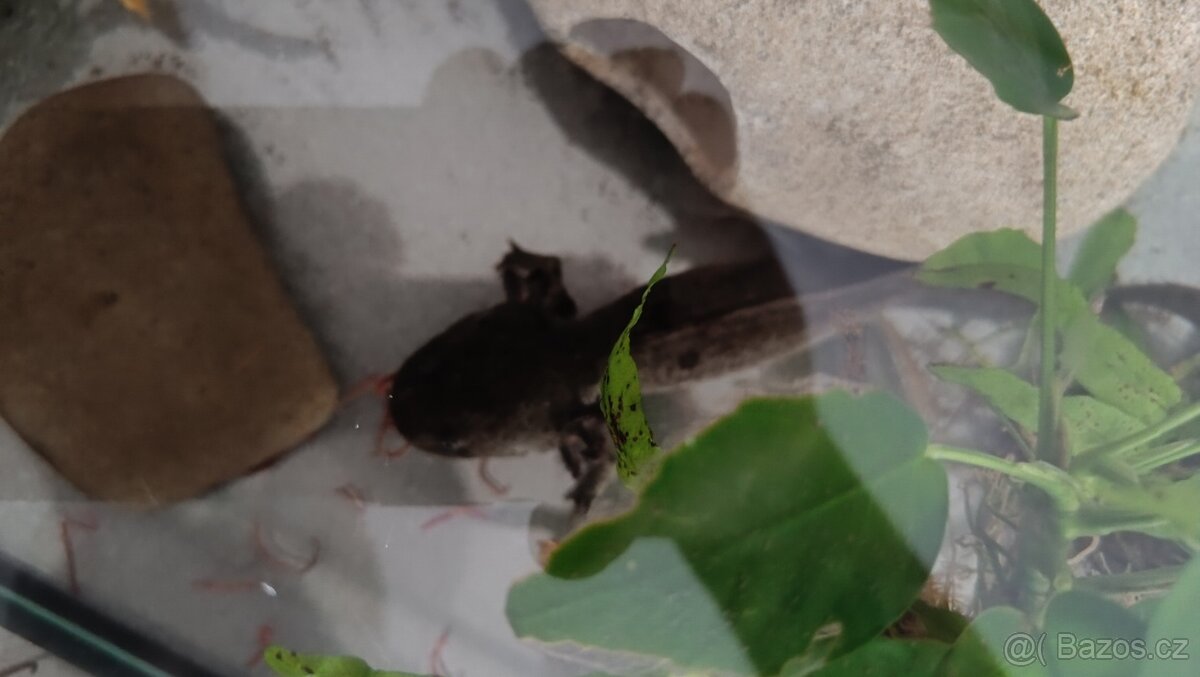 Axolotl + všechno vybavení - 4