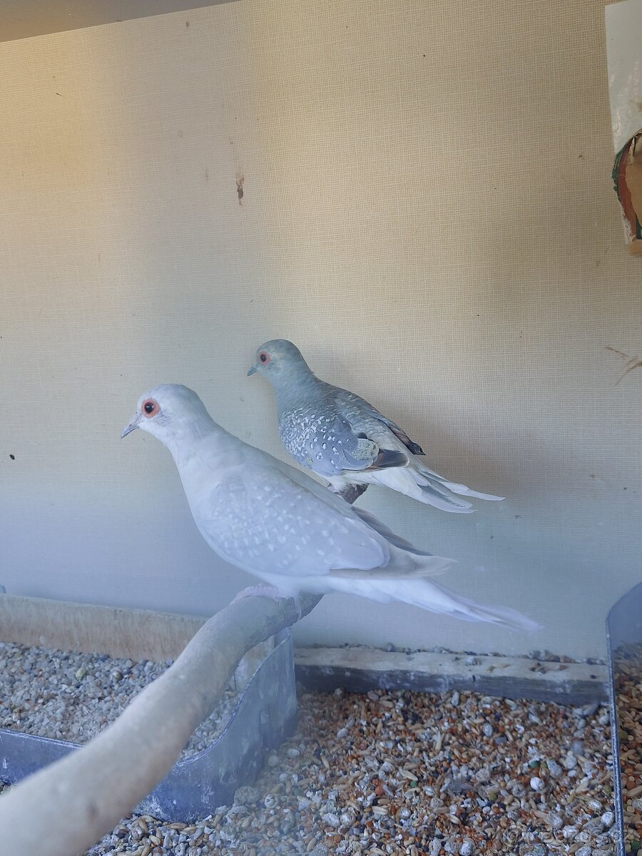 Holoubek diamantový - 4