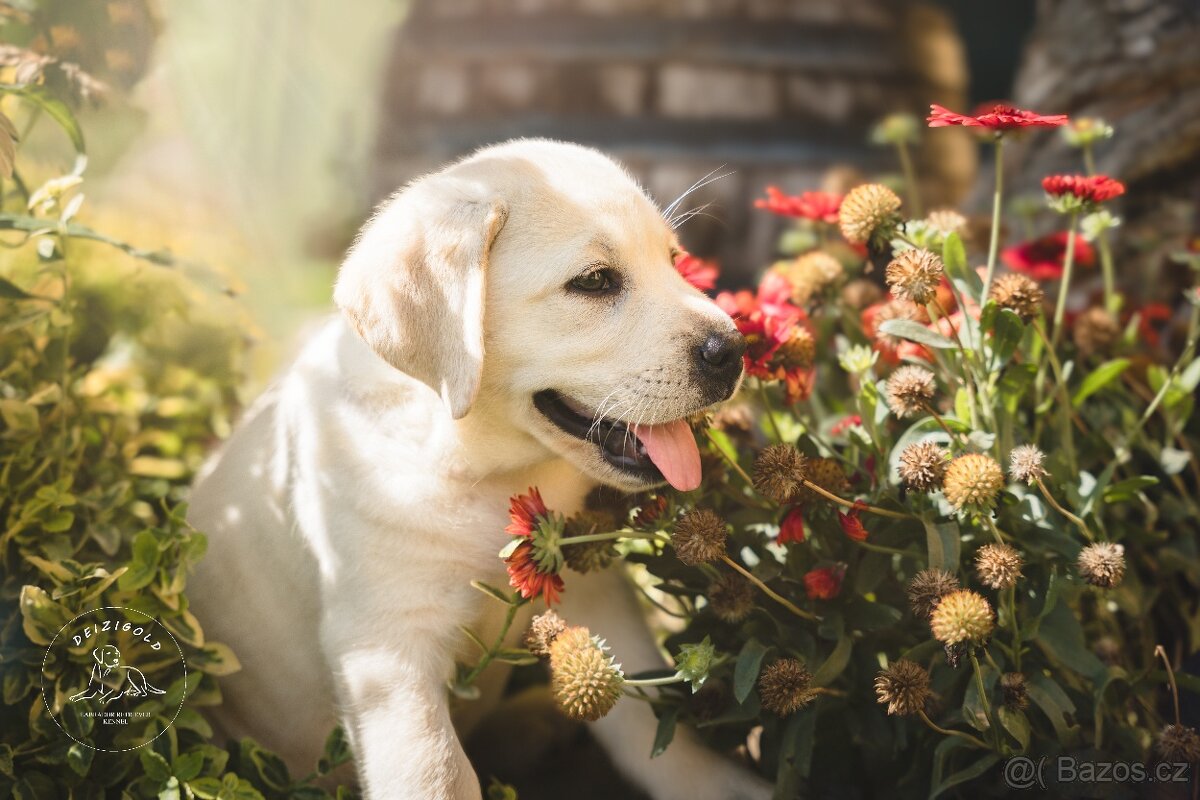 Labrador s rodokmeňom pôvodu - 4