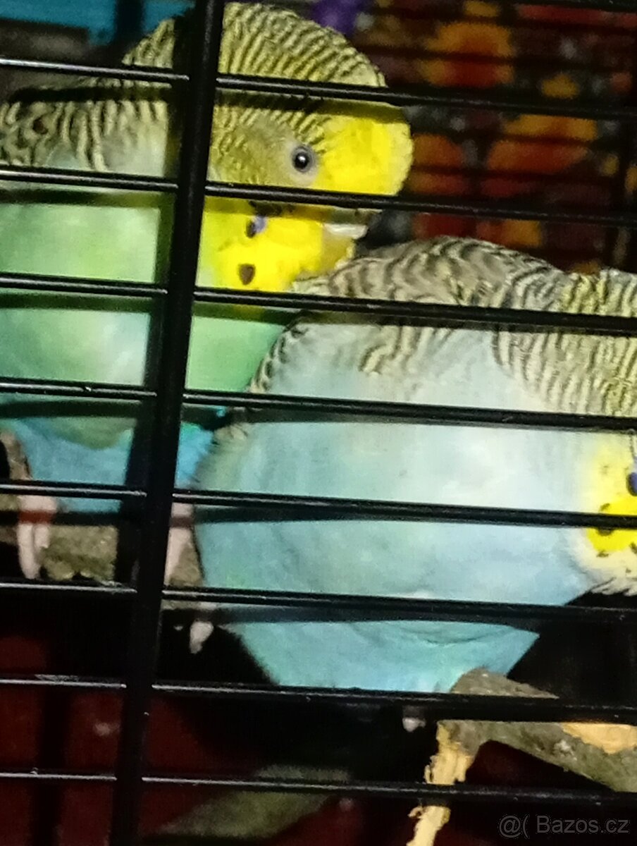 Prodam andulky🦜🦜 - 4