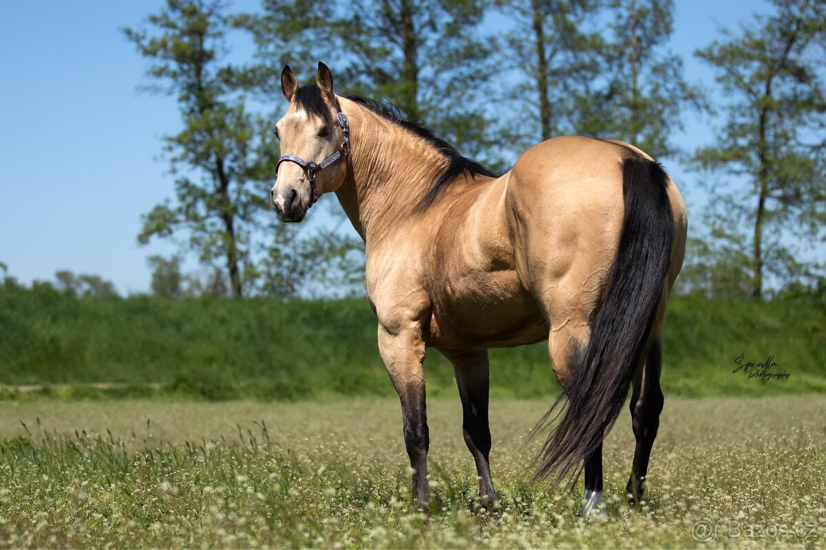 Připouštění QH hřebcem 7 panel N/N - 4