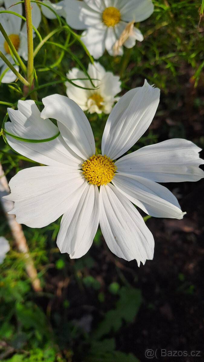 Zářivka velkokvětá (bílá,růžová) - 4