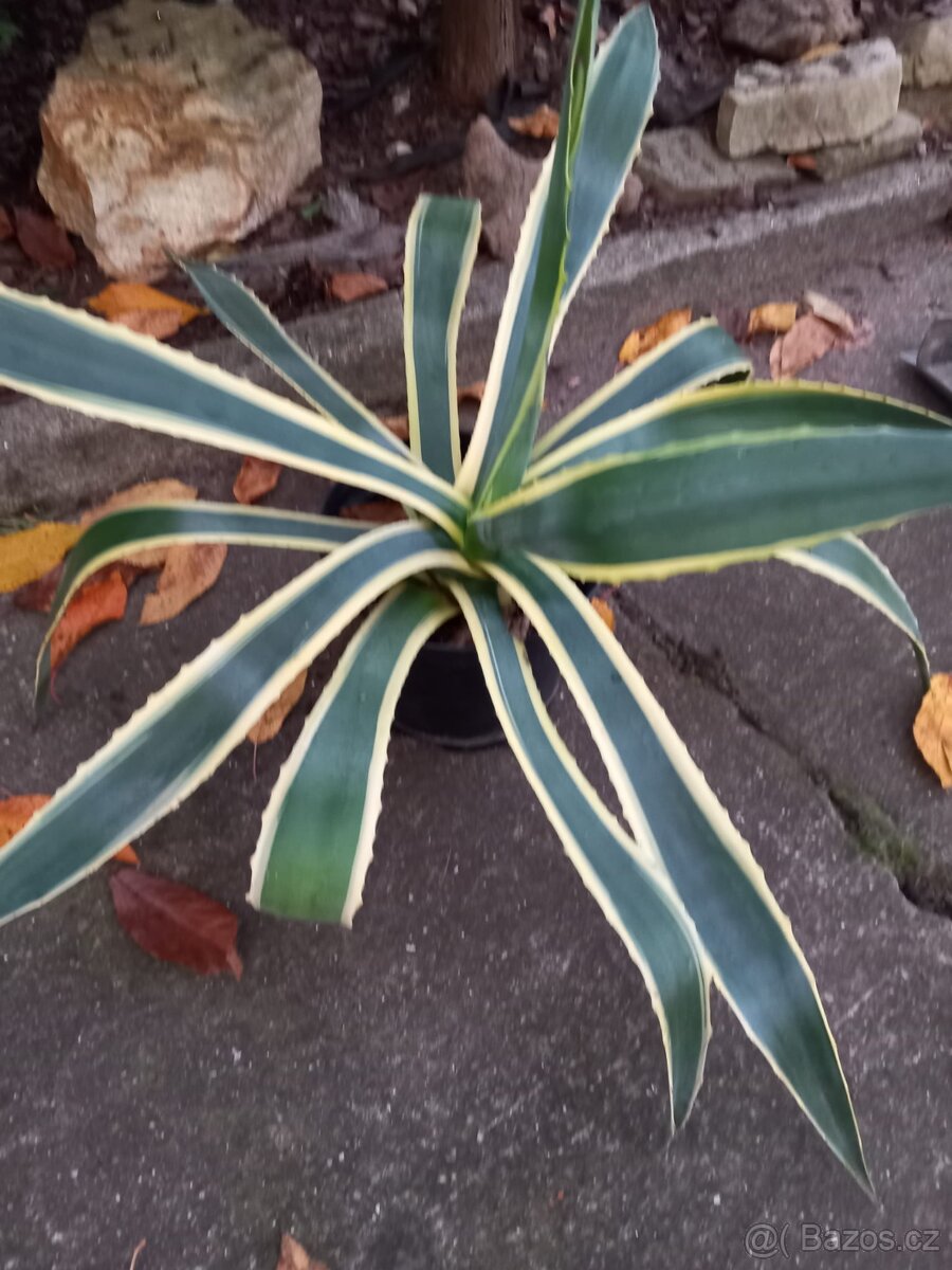 Agáve - 4