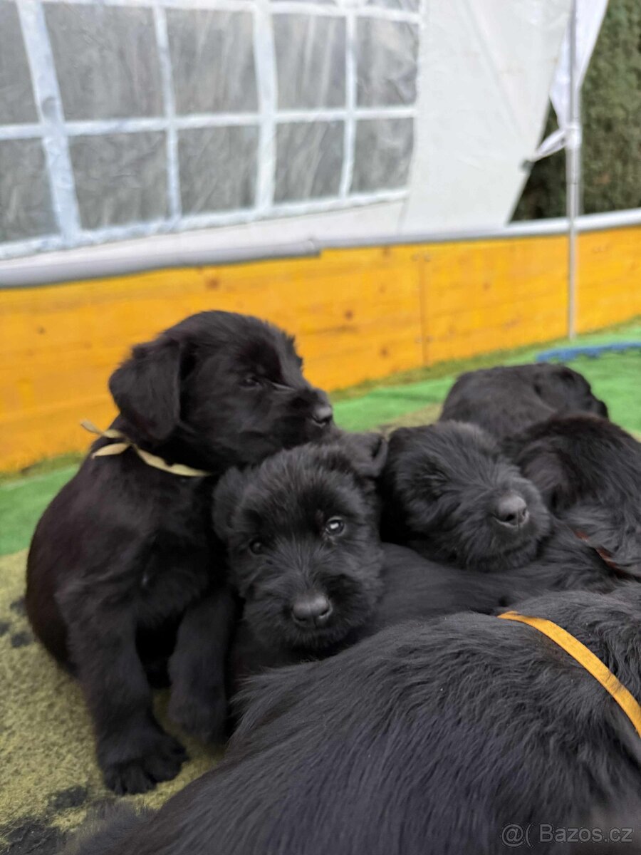 Knírač velký černý - 4