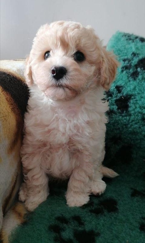 Maltipoo - 4