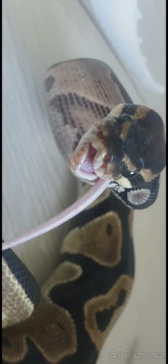Krajta královská - 4