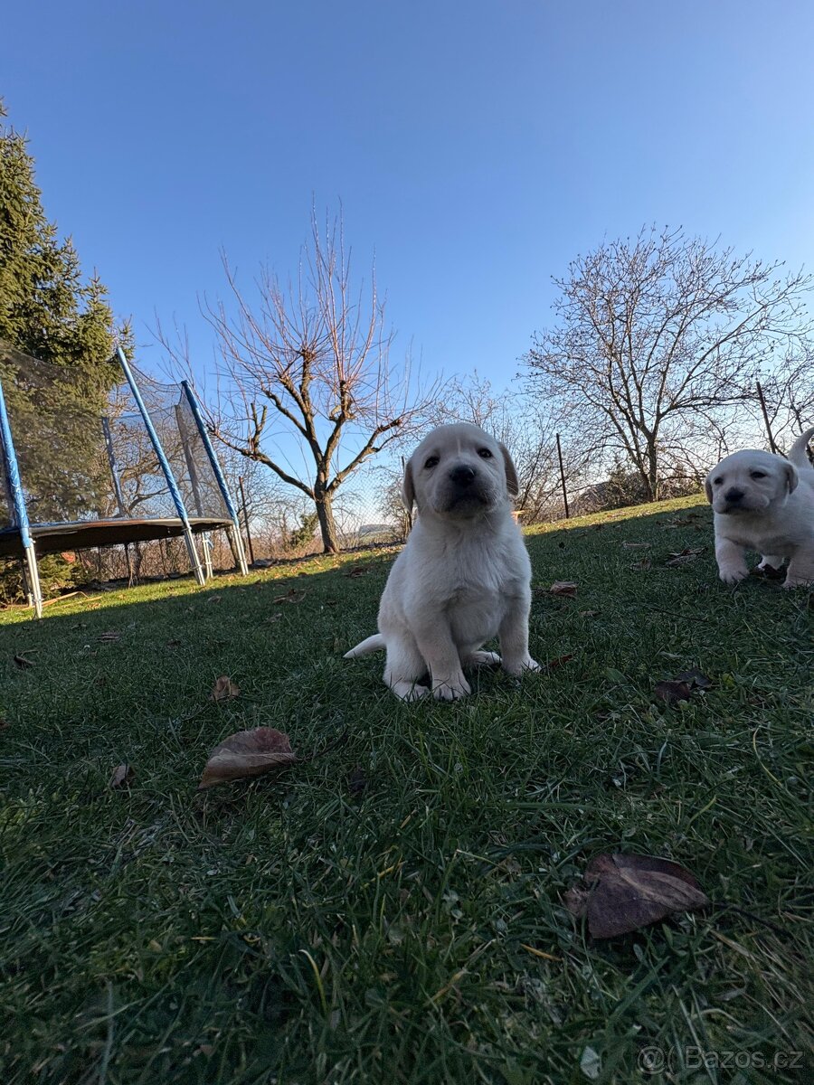 Štěňata Labradorského retrívra - 4