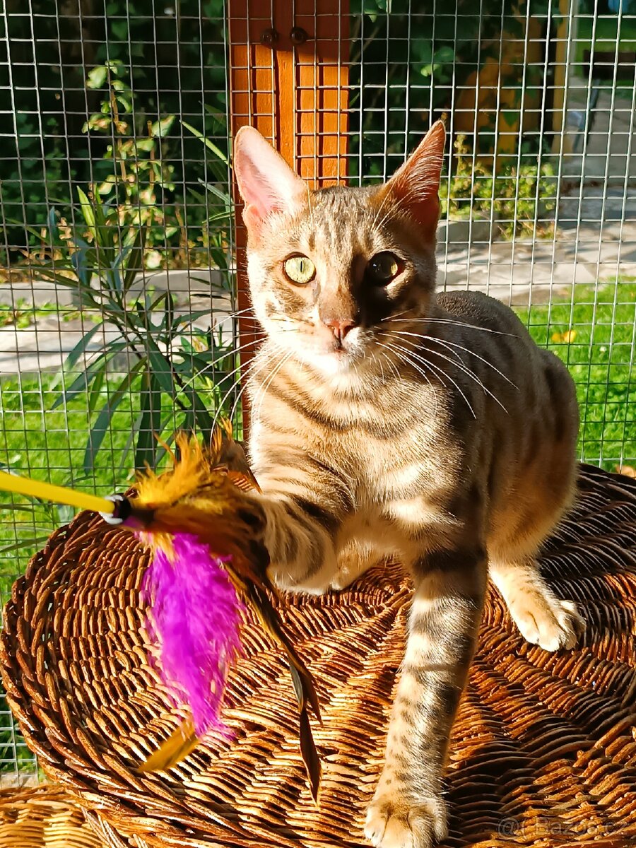 Vzácný MODRÝ Bengálský kocourek s PP - 4