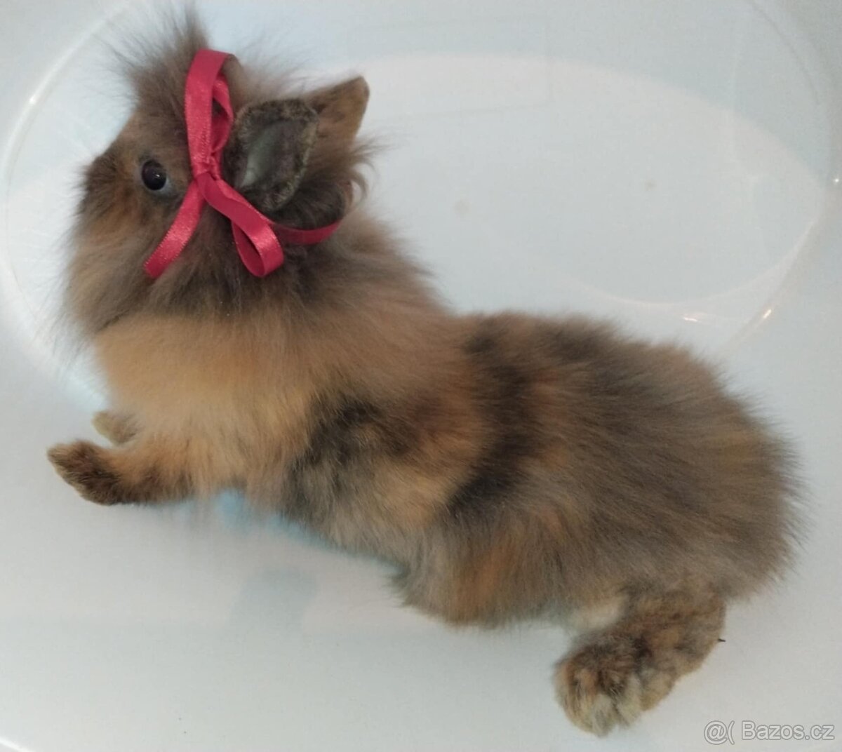 Zakrslý králíček bez PP samička Christie - 4
