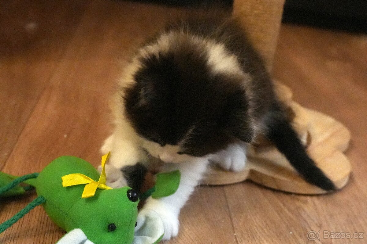 Sibiřská kočka - kocourek s PP - 4