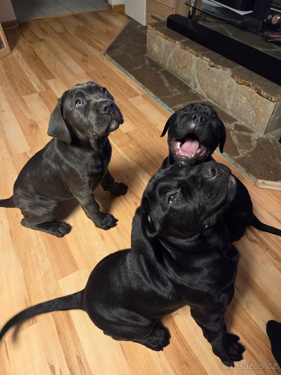 Bandog štěňata - 4